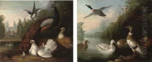 A Peacock, A Dove And Chickens
In A Landscape, A Fountain Beyond;and A River Landscape With Ducks by Marmaduke Cradock