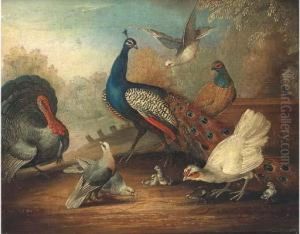 A Peacock, Doves And Pheasant By A Lake