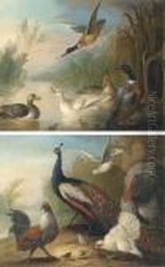 Ducks On A River; And Peacock, Turkey And Chickens On Ariverbank