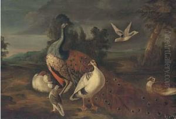 A Peacock - view 1