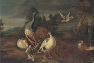 A Peacock