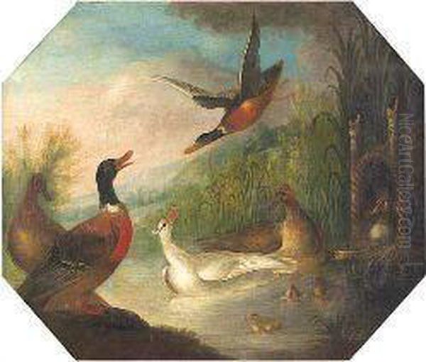 Assorted Waterfowl On A Lake - view 1