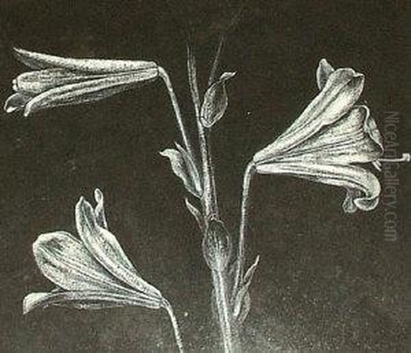 Study Of Lilies - view 1