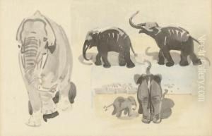 Studies Of Elephants