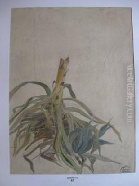 Bananier Et Pied D'aloes - view 1