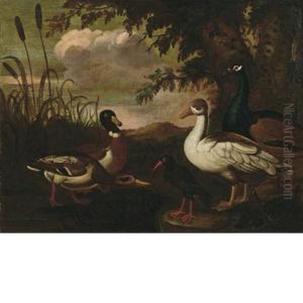 Volatili - view 1