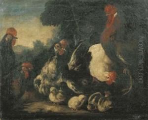 Galline E Pulcini En Plein Air