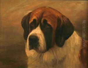 St Bernard Dog