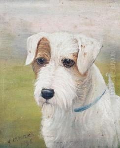 A Terrier In A Blue Collar