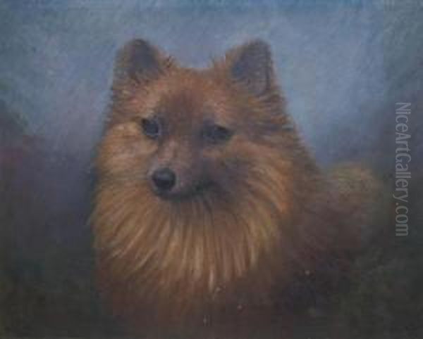 Pomeranian - view 1
