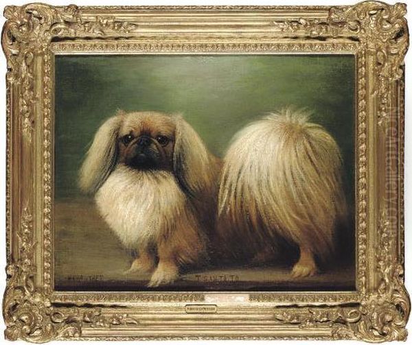 T San Ta To
A Pekingese - view 1