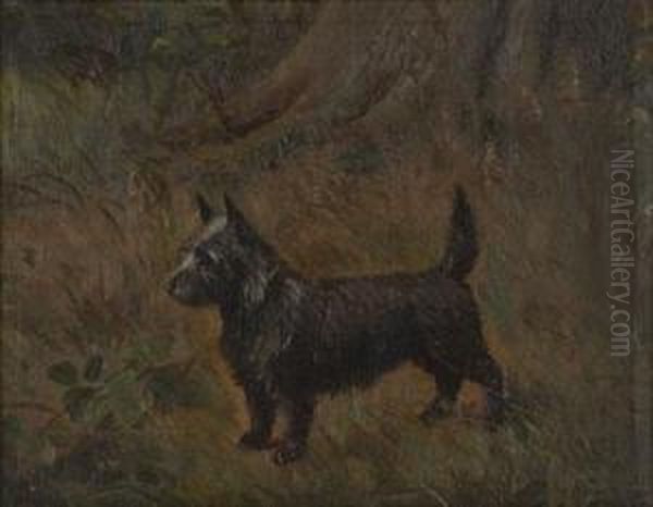 Study Of A Scots Terrier - view 1