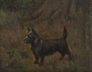 Study Of A Scots Terrier by Henry Crowther