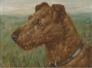 An Irish Terrier
