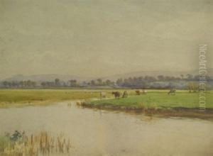 Cows Watering