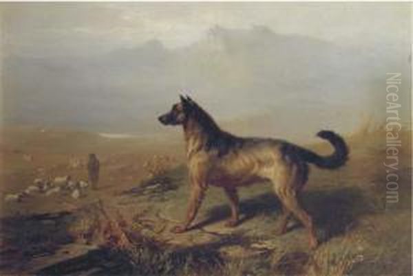 Guarding The Flock In The Highlands, Scotland - view 1
