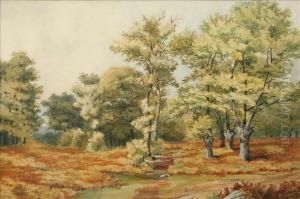 A Woodlandglade A Woodlandglade