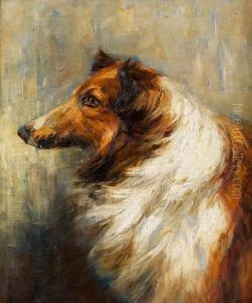 Portraitkopf Eines Collie-hundes - view 1