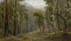15 Months After A Bushfire, Plenty Ranges, Victoria by James Waltham Curtis