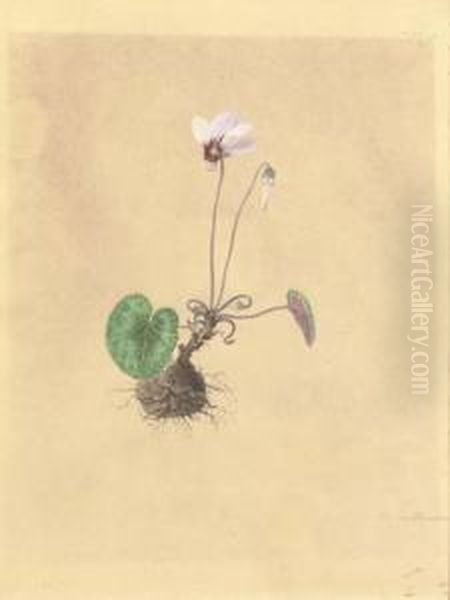 A Flowering Plant - view 1