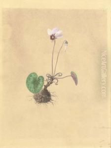 A Flowering Plant by Moritz Michael Daffinger
