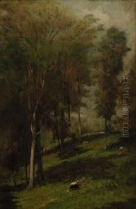 Sheep Grazing In Woodland