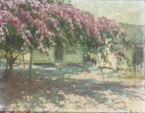 Blossoming Tree In A Kampung