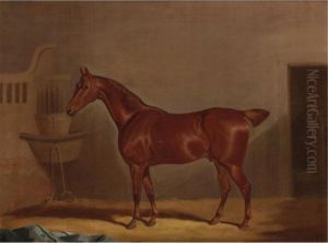 A Chestnut Horse In A Loose Box