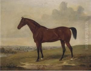 Bloomsbury, A Bay Racehorse