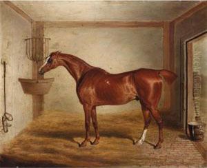 ``whittington', A Favourite Bay Hunter In A Stable