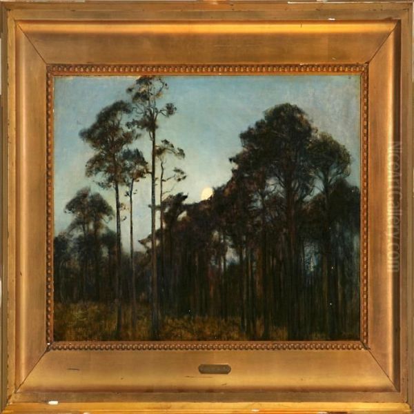 Maneskin Over En Efterarsskov - view 1