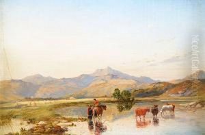 Watering The Cattle