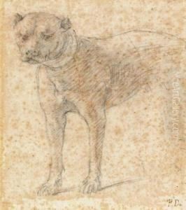 Etude De Boxer