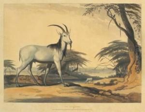 The Town Of Leetakoo; The Tackhaitse; The Klip Springer