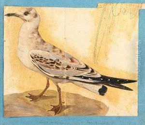 Colored (sic) Birds From The East, An Album Of Nineteen Bird Studies