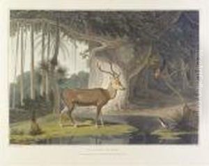 A Picturesque Illustration Of 
The Scenery, Animals, And Nativeinhabitants, Of The Island Of Ceylon. 
London: By T. Bensley,[1807]-1808 [watermarks: 'j, Whatman 1801'].