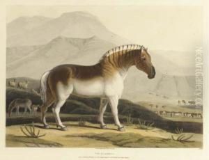The Quahkah. No. 15