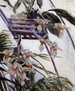 Orchids