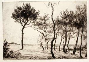 Pins Sur La Dune