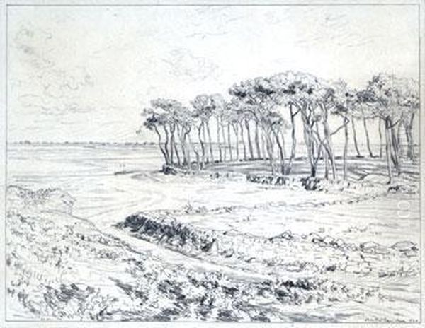 Les Pins En Bord De Mer - view 1