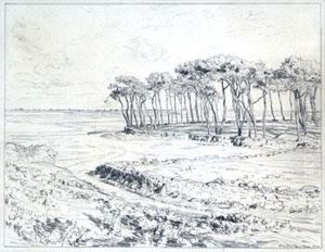 Les Pins En Bord De Mer