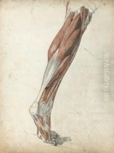 Etude Anatomique De Jambe