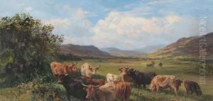 Highland Cattle