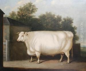 A Prize White Bull Standing Beside A Farmyardgate