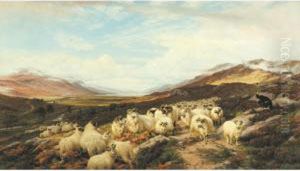 Gathering The Flocks, Loch Maree