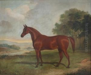 A Light Bay Horse In A Field A Light Bay Horse In A Field