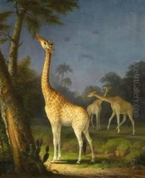 Three Giraffes - view 1