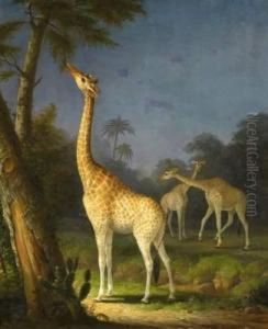 Three Giraffes