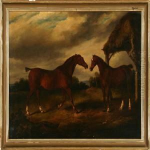 Two Horses In Ameadow Two Horses In Ameadow