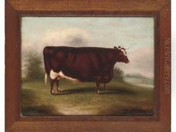Portrait Of A Prize Winning Short Horned Ox In A Landscape - view 1